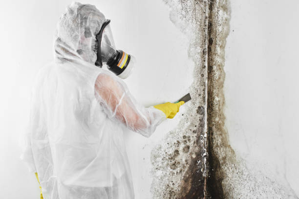 Best Office Mold Removal Services  in Salem, IN