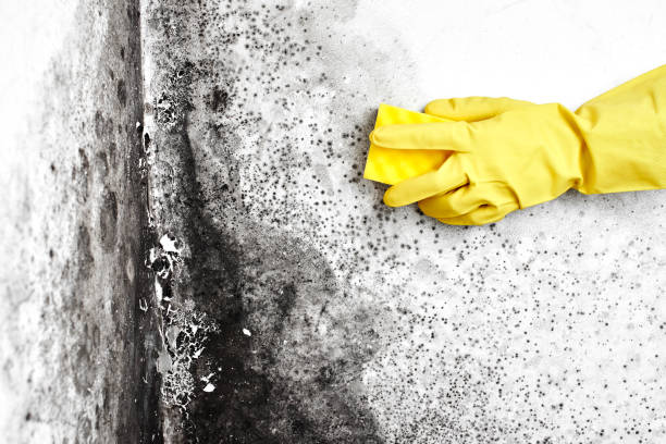 Best Attic Mold Removal  in Salem, IN