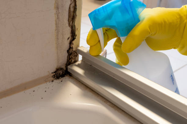Best Residential Mold Removal  in Salem, IN