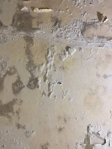 Best Mold Testing  in Salem, IN