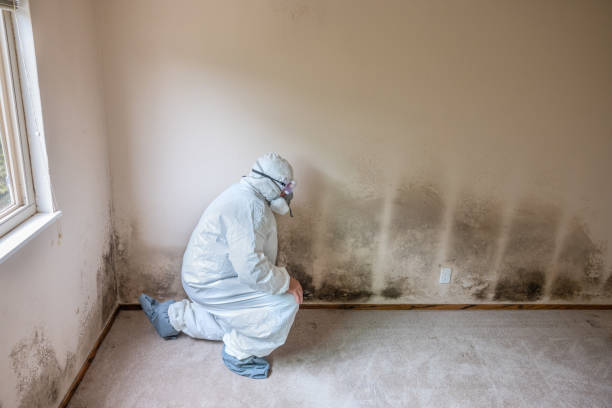 Best Toxic Mold Removal  in Salem, IN