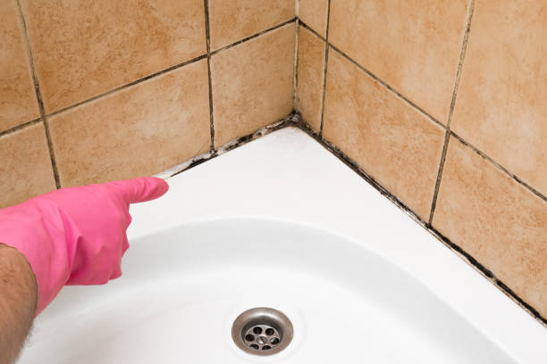 Mold Removal Process in Salem, IN
